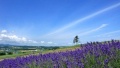肏大屄免费视频日本一地6日游  境外旅游 6880元/人